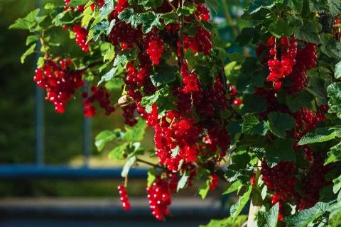 Red currant Stock Photos