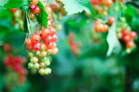 Red Currant Stock Photos