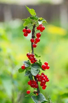 Red currant Stock-Fotos