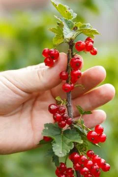 Red Currant Stock-Fotos