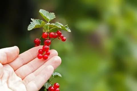 Red Currant Stock Photos