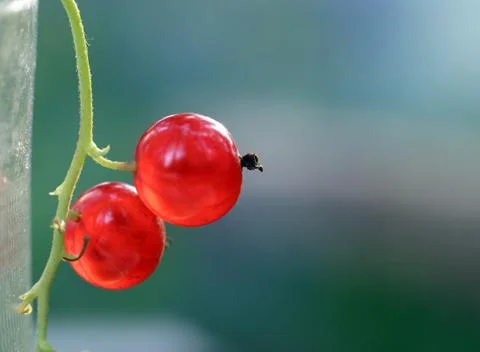 Red currant Stock Photos
