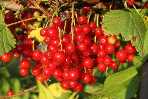 Red currant Stock Photos