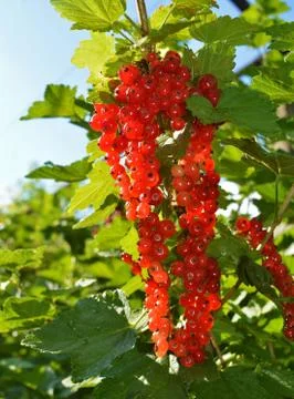 Red currant Stock Photos