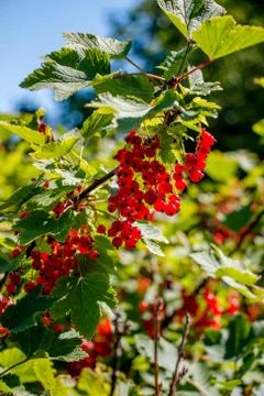 Red Currant Stock Photos