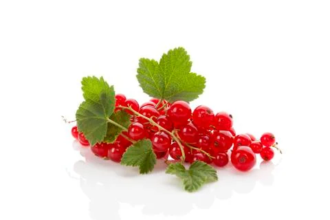 Red currant. Stock Photos
