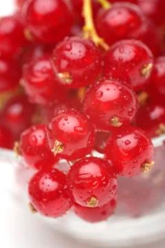Red currant Stock Photos
