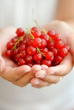 Red currant Stock Photos
