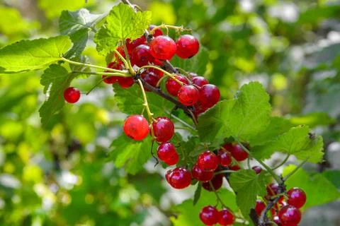 Red currant Stock Photos