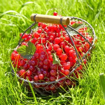 Red currant Fotos Stock