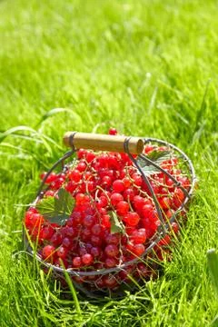 Red currant Stock-Fotos