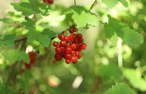 Red currant Stockfoto's