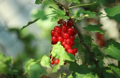 Red currant 스톡 사진
