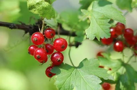 Red currant Stock Photos