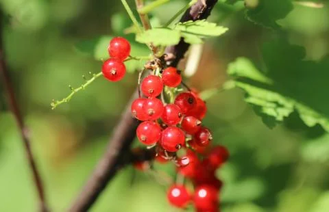 Red currant 写真素材