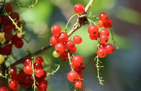 Red currant Stock Photos