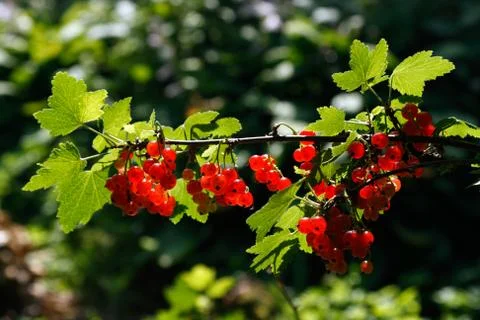 Red Currant Stock Photos