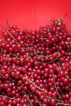 Red currant Stock Photos