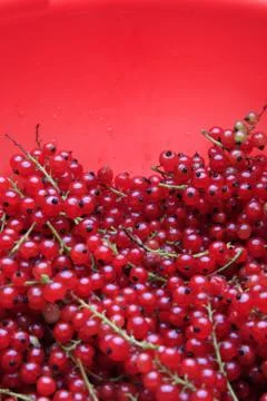 Red currant Foto stock