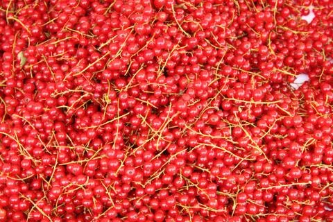Red currant Stock Photos