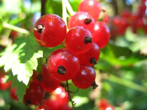 Red currant Stock Photos