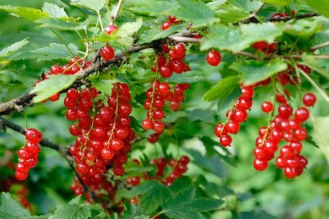 Red currant Stock Photos