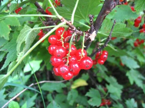 Red currant Stock Photos
