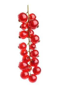 Red Currant Stock Photos