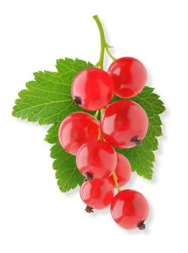 Red currant Foto stock