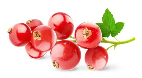 Red currant Stock Photos