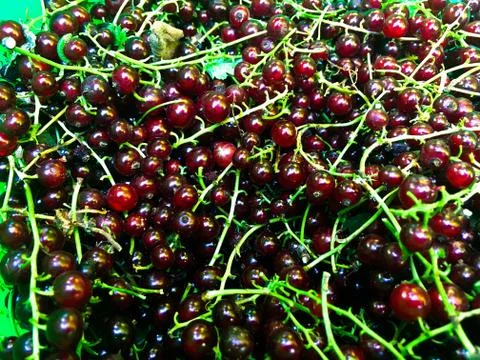 Red currant Foto stock