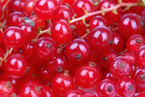 Red currant Stock Photos