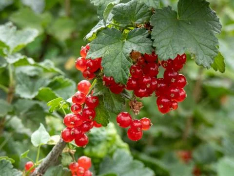 Red currant  Stock Photos