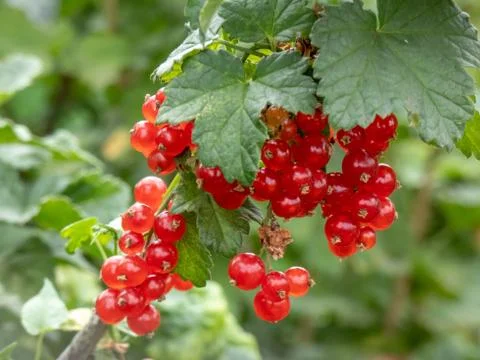 Red currant  Stock Photos