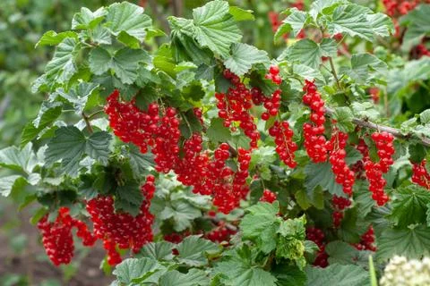 Red currant  Stock Photos