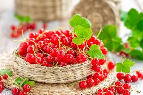 Red currant Stock Photos