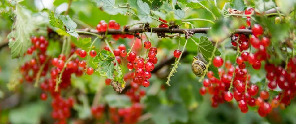 Red currant Stock-Fotos