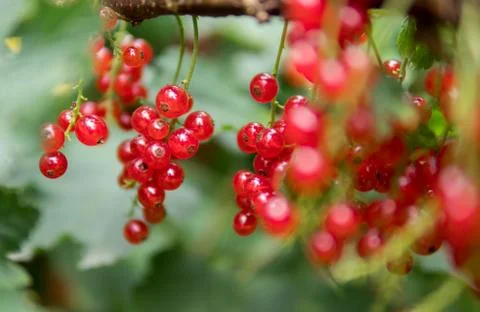 Red currant Stock Photos