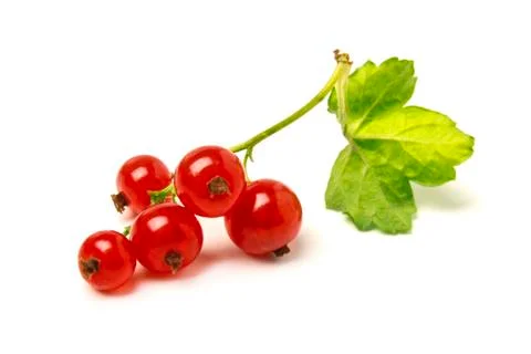 Red currant Stock Photos