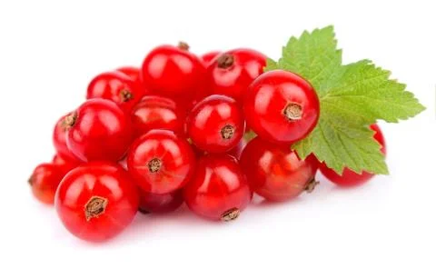 Red Currant Stock Photos