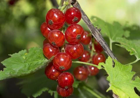 Red currant Foto stock