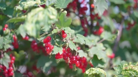 Red currant Picking. Red berries picking in the summer garden. Stock Footage 314606016