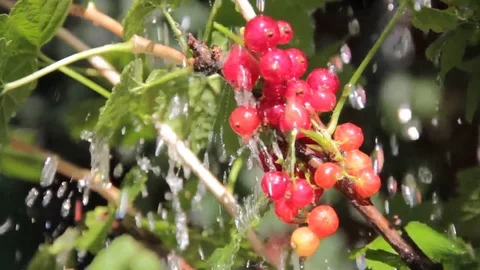 Red currant pouring water Stock Footage 76899089