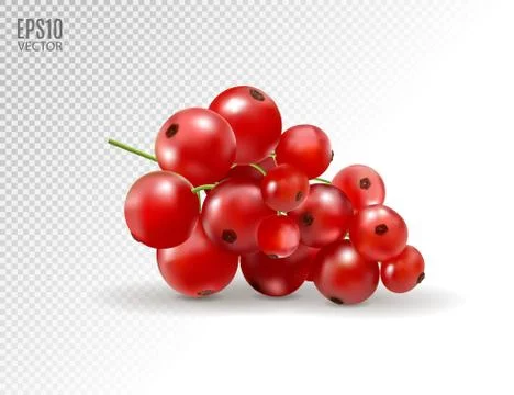 Red currant. Realistic vector illustration of berries on transparent backgrou Illustrazione stock