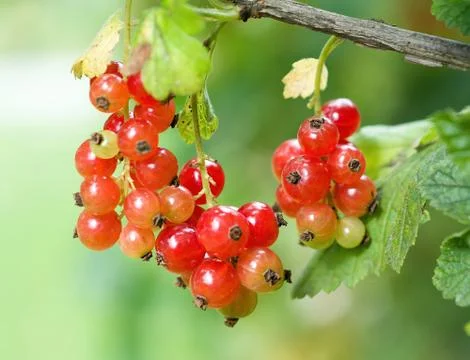Red currant (Ribes rubrum) Stockfoto's