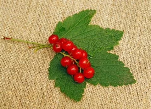 Red currant on a rough fabric Stock Photos