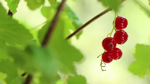 Red Currant, Small Bunch, right 1 Stock Footage 24802641