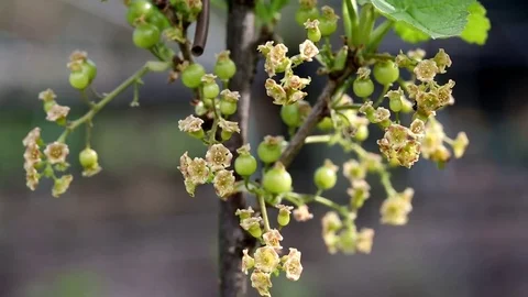 Red currant in spring - detail 库存影片 74628847