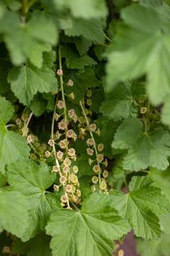 Red currant in spring garden. Close up branches currants with selective focus on Stock Photos