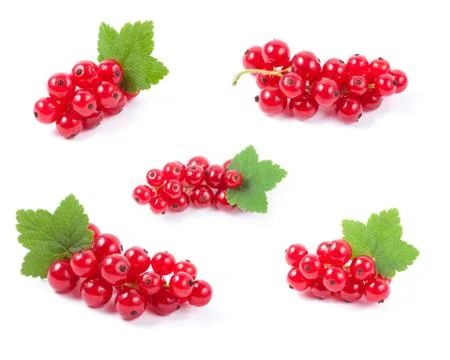 Red currant superfood collection set. Isolated white background Stock Photos